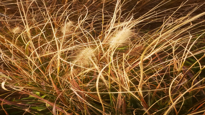 实拍秋天枯草植物