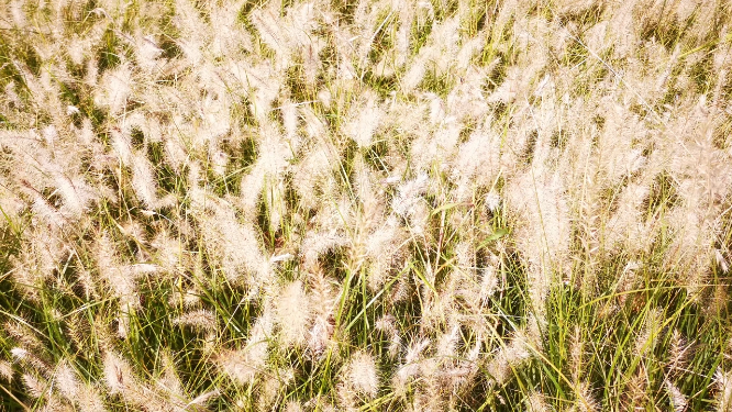 实拍秋天毛茸茸枯萎狗尾巴草