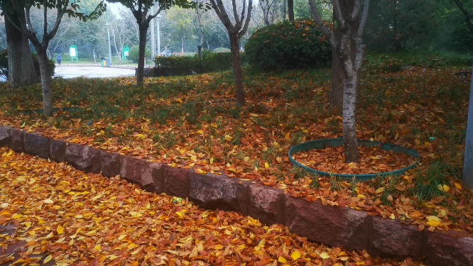 实拍秋天落叶植物
