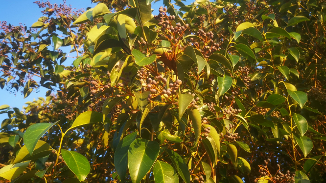 实拍秋天野生植物果实