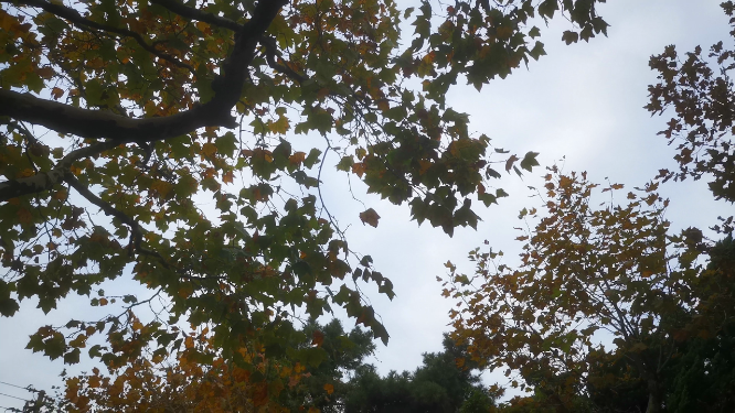 实拍秋天风吹树叶