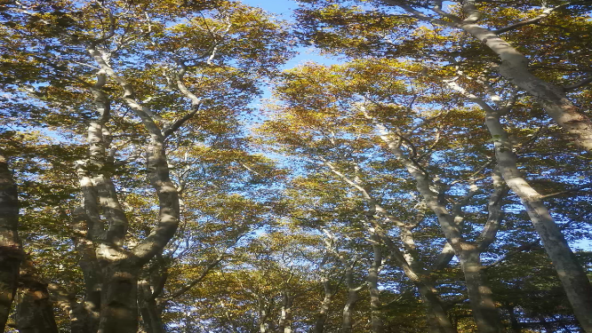 实拍笔直枫叶林