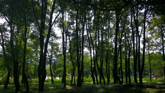 实拍笔直树林绿色植物氧吧