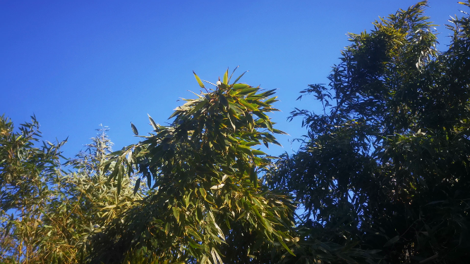 实拍蓝天下绿色植物