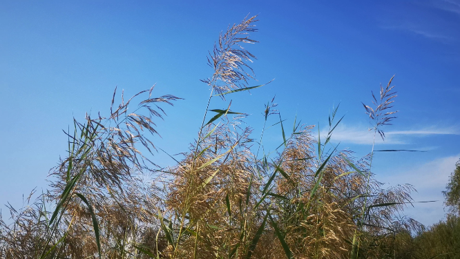实拍蓝天下芦苇植物 
