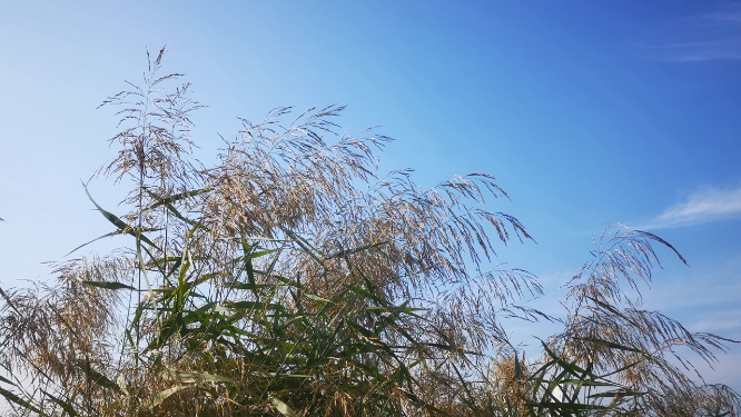 实拍蓝天下芦苇植物 