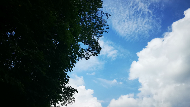 实拍蓝天风吹树枝树叶植物