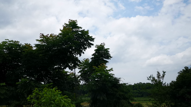 车行拍摄路旁景色