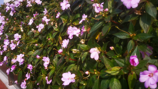 实拍路边野花植物