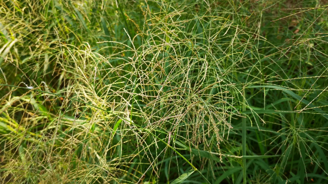 实拍路边野草植物 