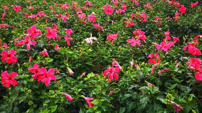实拍雨后盛开鲜花花朵 