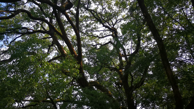 实拍风吹树枝树叶植物 