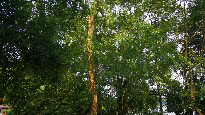 实拍风吹树枝树叶植物 