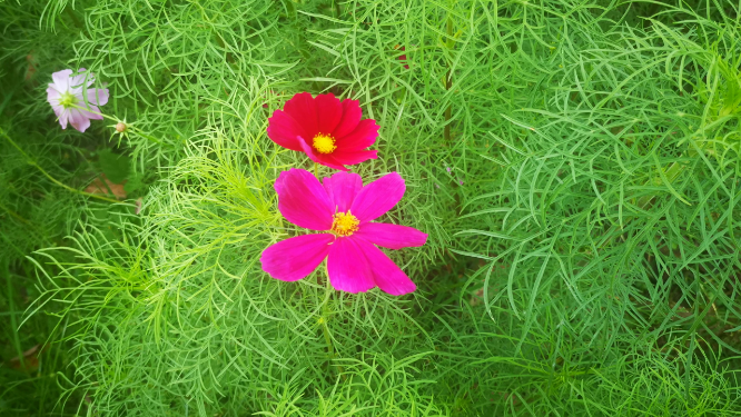 实拍鲜花格桑花花朵植物 