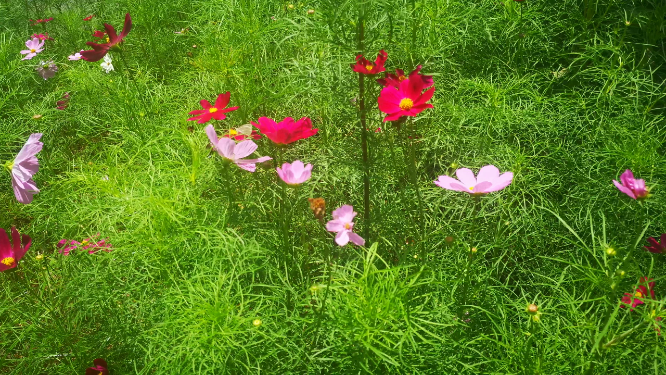 实拍鲜花格桑花花朵植物 