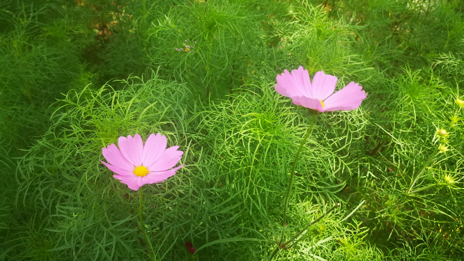 实拍鲜花格桑花花朵植物 