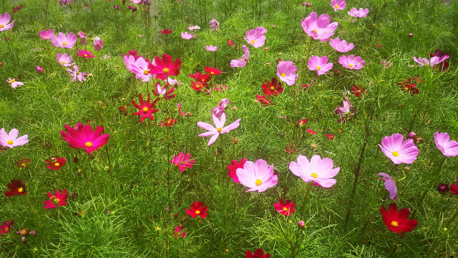 实拍鲜花格桑花花朵植物 
