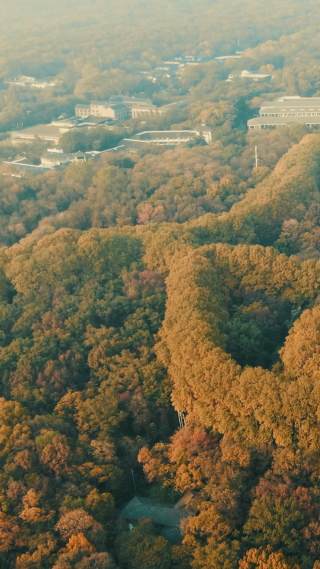 旅游景区南京钟山5A景区秋天