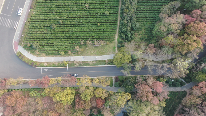 旅游景区杭州西湖龙井茶叶景区