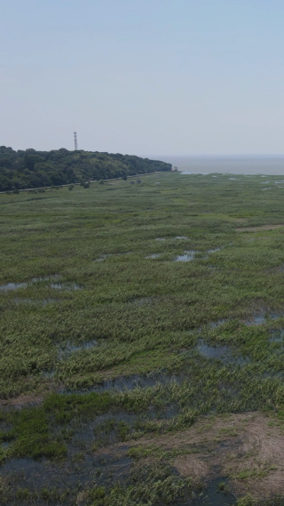 旅游景区湖南岳阳洞庭湖芦苇荡竖屏航拍