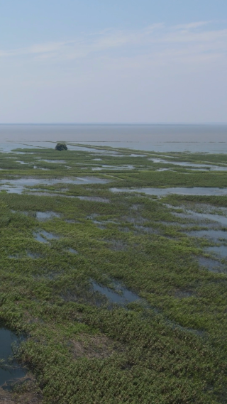 旅游景区湖南岳阳洞庭湖芦苇荡竖屏航拍