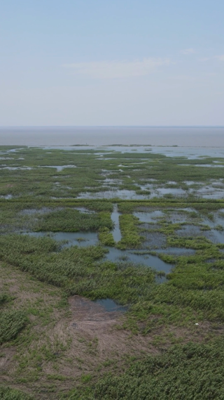 旅游景区湖南岳阳洞庭湖芦苇荡竖屏航拍