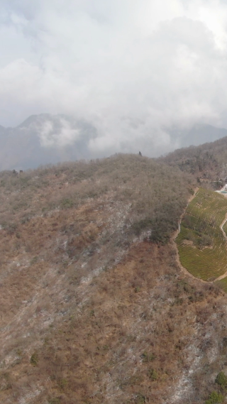 旅游景区湖南张家界武陵源天子山茶厂竖屏航拍
