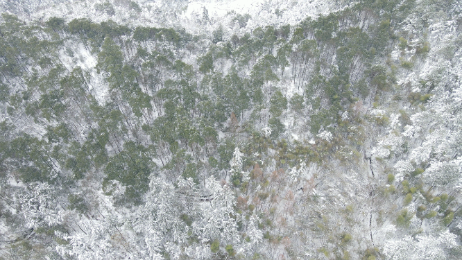 怀化黄岩冬天森林雪景