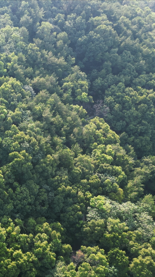 武汉东湖5A景区珞珈山竖屏航拍
