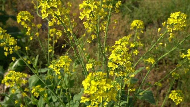 油菜花鲜花金灿灿
