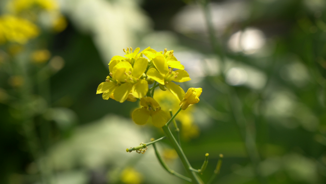 油菜花鲜花金灿灿
