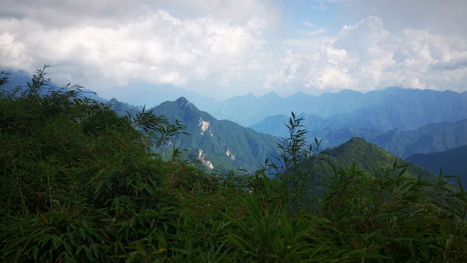 湖北神农架5A景区神农顶竹林