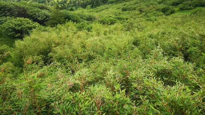 湖北神农架5A景区神农顶竹林