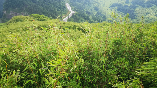 湖北神农架5A景区神农顶竹林