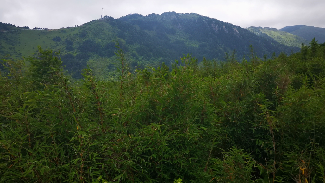 湖北神农架5A景区神农顶竹林