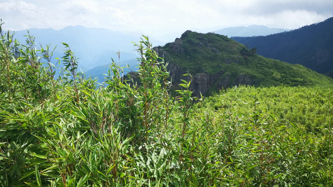 湖北神农架5A景区神农顶竹林