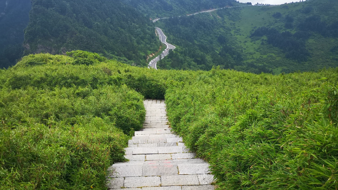 湖北神农架5A景区神农顶竹林