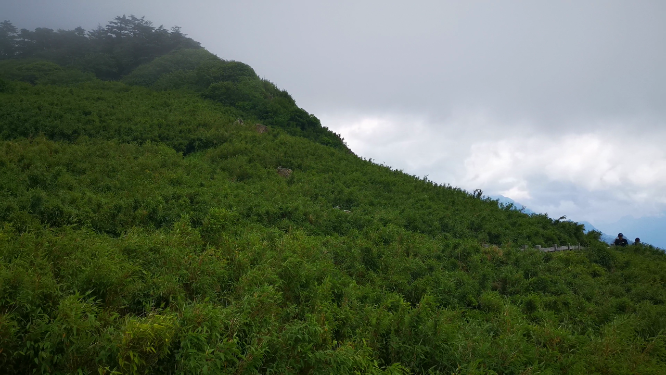 湖北神农架5A景区神农顶竹林