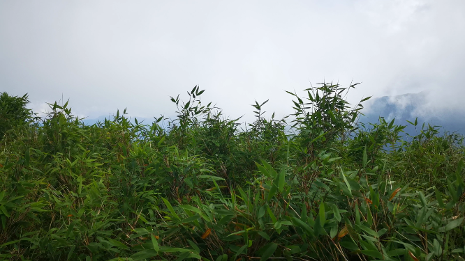 湖北神农架5A景区神农顶竹林