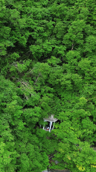 湖北神农架天燕景区竖屏航拍