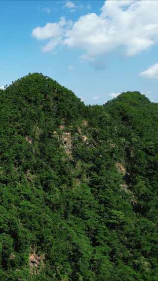 湖北神农架天燕景区竖屏航拍