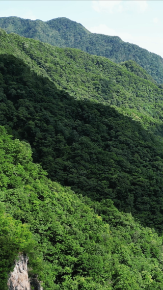 湖北神农架天燕景区竖屏航拍