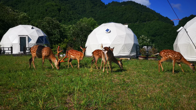 湖北神农架麋鹿动物可爱
