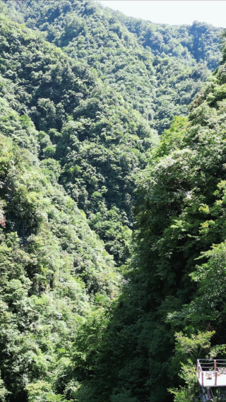 湖北神龙大峡谷竖屏航拍 