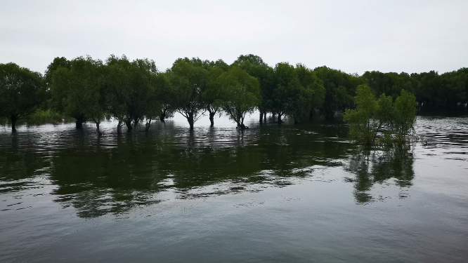 湖南岳阳洞庭湖汛期涨水被淹植物
