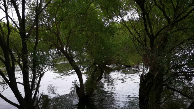 湖南岳阳洞庭湖汛期涨水被淹植物