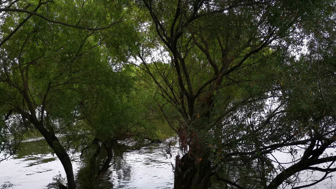 湖南岳阳洞庭湖汛期涨水被淹植物