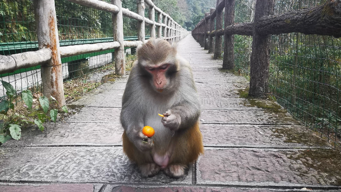 湖南张家界武陵源野生猴子实拍