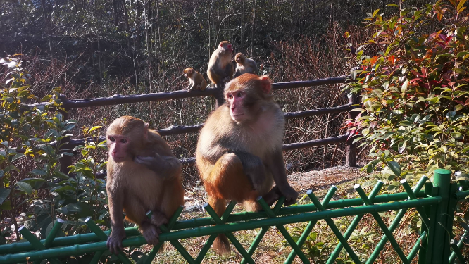 湖南张家界武陵源野生猴子实拍