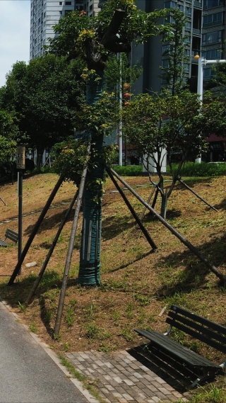 湖南株洲湘江风光带竖屏航拍